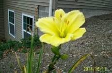 Bloomfield Garden Club Plant Sale