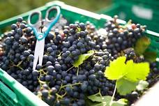 Norwegian vineyard - guided tours and wine tasting EN