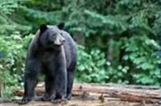 Adventure Coast Meetup Protecting Florida Black Bears with FWC's Paige Parks