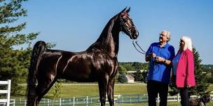 Horse Grooming Classes