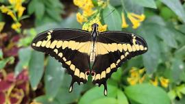 Butterfly Release