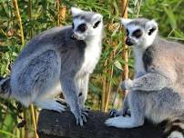 Madagascar 9 Days Adventure – Baobabs and Lemurs