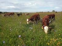 The Sandy Hill Mob summer farm walk