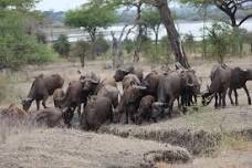 Private Full-Day Safari Selous Tour: VIP Safari Experience with Flights from Zanzibar