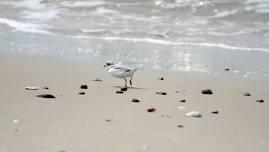 Summer Solstice Plover Stroll at DCR Demarest Lloyd State Park