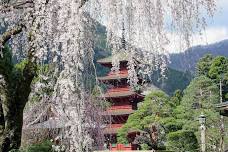 Mt. Minobu Kuonji Temple Sakura When 2024