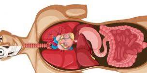 Home School Scientists – Muscular System