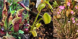 Carnivorous Plant Basics and  DIY Bog Gardens