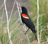 Birding Sweet Run