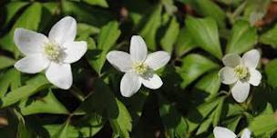 Wildflowers of Cunningham Park with Long Island Botanical Society