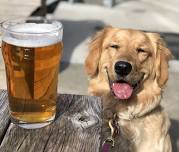 Pups on the Patio- Awesome Paws Rescue