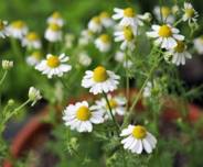 Essential Herbs Everyone Should Keep in their Medicine Cabinet