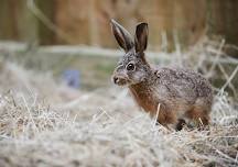 Charity fundraising quiz for Secret World Wildlife Rescue