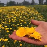 Organic Herb Farm Tour | Visit Oregon in June