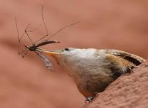 Boulder Audubon: The Staples, Snacks and Splurges of Colorado’s Hungry Birds — Cool Boulder