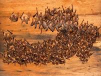 BATS Speaker Series at the Rossland Museum