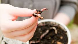 DIY Mini Worm Farms for Kids Pukekohe