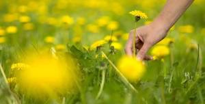 Spring Foraging Walk