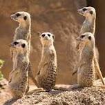 Anchor at Lakeside presents: Smokin' Meerkats