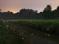 Igatpuri Fireflies Secret Camping | Near Mumbai & Pune