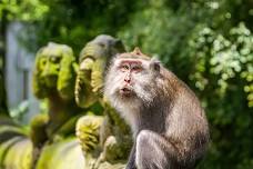 Ubud: Monkey Forest, Rice Terrace & Tanah Lot Private Tour