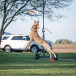 Summer 90/5 Disc League