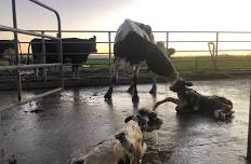 Pre-calving workshop for beginners - Morrinsville