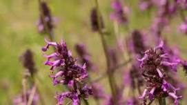 Hickling wildflower identification