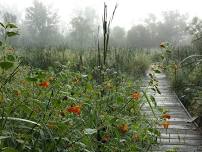 Habitat Help at Koogler Wetland/Prairie Reserve