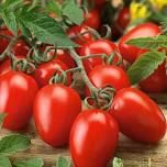 Tomato Canning Class with Judy Wakefield