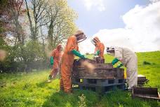 Beekeeping Experience Days