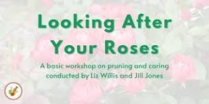 Looking After Your Roses 2024