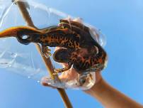 Great Crested Newt – Working Towards a Licence in Peterborough