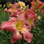 Ohio Daylily Society Auction and Sale