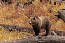 Fall in Yellowstone with Jeff Parker