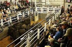 Lanesboro Sales Commission Event on 2024-06-07 | CattleUSA