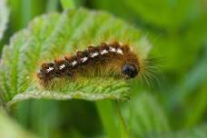 Talk – The Menacing Moth of Maine: Understanding browntail moth and their outbreaks