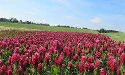 Saturday in the Garden: Cover Crops and Turf