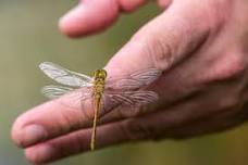 Dragonflies and other insects with Wymondham Nature Group at Toll's Meadow