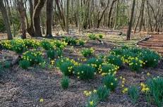 Spring Bulbs of the Delaware Botanic Gardens