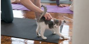 Kitten Yoga