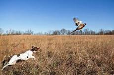 2024 WWOA - Annual Pheasant Hunt