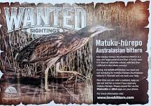 Australasian bittern | Matuku-hūrepo