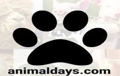 Animal Days at Shindig Farms 2024