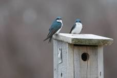 Parking Lot Birding