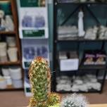 Mini-Cactus Gardens