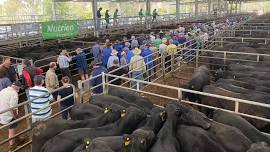 NUTRIEN YEA UPPER GOULBURN RIVERS ANNUAL CLASSIC WEANER SALE