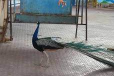 Thiruchendur Murugan Temple Half-Day Private Tour