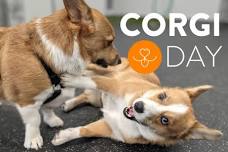 International Corgi Day