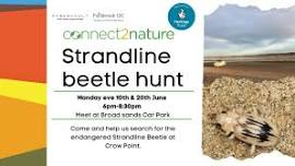 Strandline Beetle Hunt